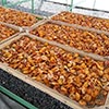 Dried fruit production in Armenia