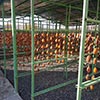 Dried fruit production in Armenia