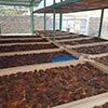 Dried fruit production in Armenia