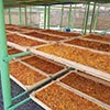 Dried fruit production in Armenia