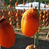 Dried fruit production in Armenia