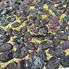 Dried fruit production in Armenia