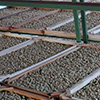 Dried fruit production in Armenia