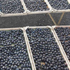 Dried fruit production in Armenia