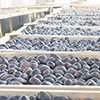 Dried fruit production in Armenia