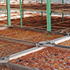 Dried fruit production in Armenia