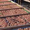 Dried fruit production in Armenia