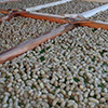 Dried fruit production in Armenia